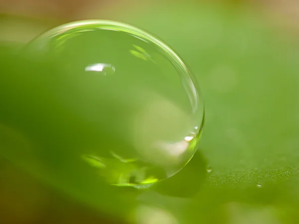 Gocce d'acqua su foglia verde fresca — Foto Stock
