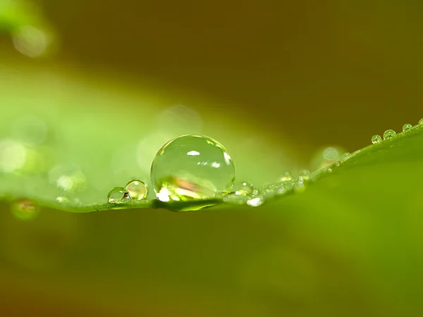 Gotas de água na folha verde fresca — Fotografia de Stock