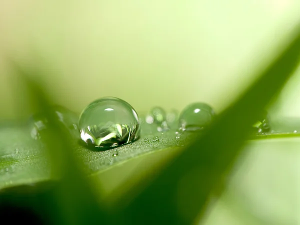 Вода падає на свіжий зелений лист — стокове фото