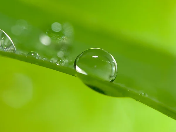 Вода падає на свіжий зелений лист — стокове фото