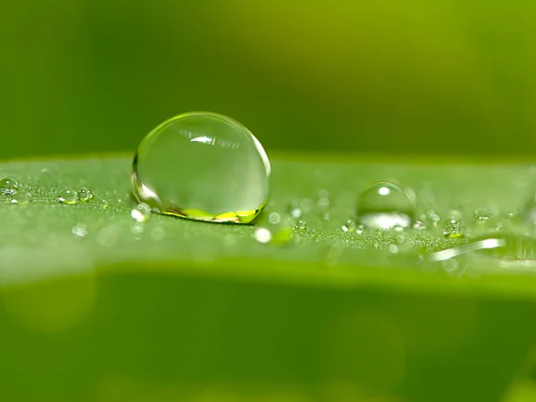 新鲜绿叶上的水滴 — 图库照片
