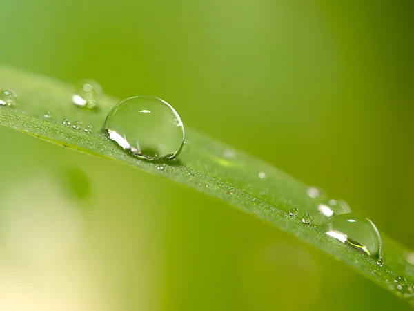 Gocce d'acqua su foglia verde fresca — Foto Stock