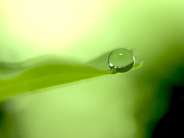 Su taze yeşil yaprağa damlıyor. — Stok fotoğraf