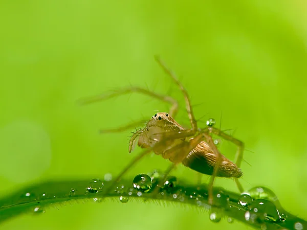 Wassertropfen auf frischem grünen Blatt mit Spinne darauf — Stockfoto