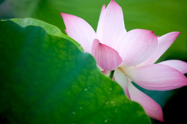 Szép lotus háttér használatra — Stock Fotó