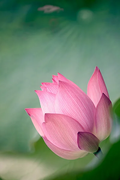 Krásné lotus pro použití pozadí — Stock fotografie