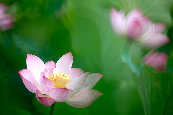 Belle Lotus pour une utilisation de fond — Photo