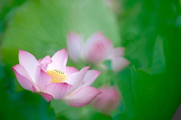 Όμορφη lotus για χρήση του φόντου — Φωτογραφία Αρχείου