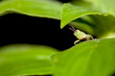 Grasshopper in green nature