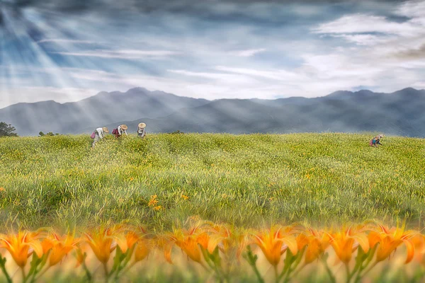 stock image Daylily flower at sixty Stone Mountain in Taiwan Hualien festival