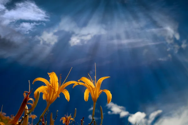 Flor de lírio amarelo com fundo agradável céu azul — Fotografia de Stock