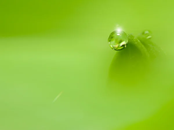 Krople wody na świeżym zielonym liściu — Zdjęcie stockowe