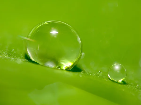 Vanndråper på friskt, grønt blad – stockfoto