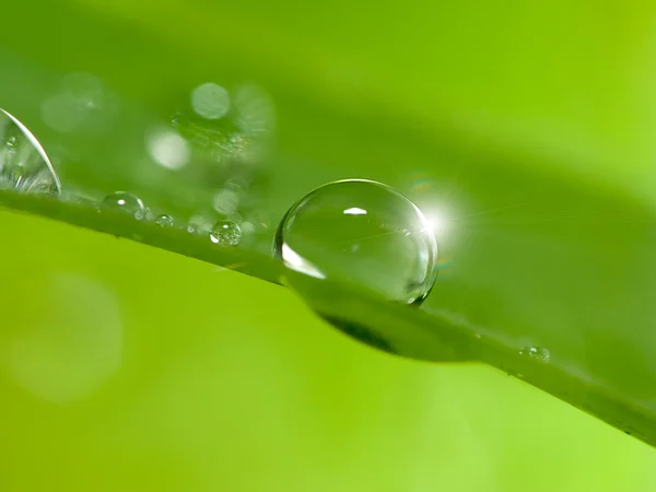 신선 한 푸른 잎 위로 떨어지는 물 — 스톡 사진