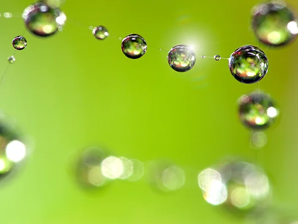 Gouttes d'eau sur feuille verte fraîche — Photo