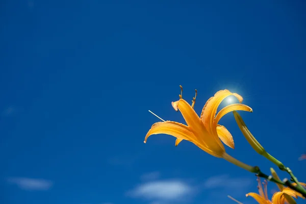 Flor de lírio amarelo com fundo agradável céu azul — Fotografia de Stock