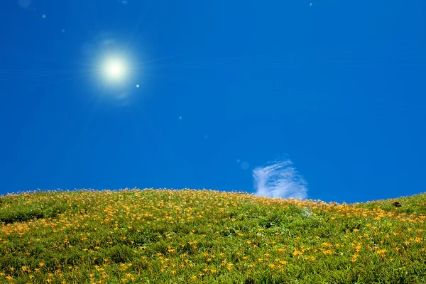 Daglilja blomma på sextio Stone Mountain i Taiwan Hualien festival — Stockfoto