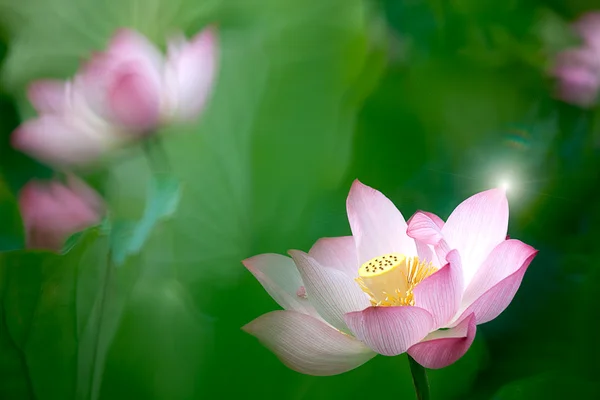 Schöner Lotus für den Hintergrund — Stockfoto
