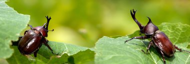 Güzel arka plan yeşil ile gergedan böceği (Allomyrina dithotomus)