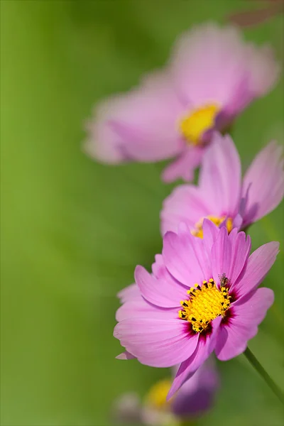 Close-up of chrysanthemum — Stock Photo, Image