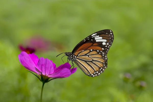 花上的蝴蝶 — 图库照片