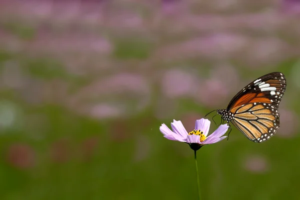 Бабочка на цветах — стоковое фото
