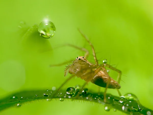 Gocce d'acqua su foglia verde fresca con ragno — Foto Stock