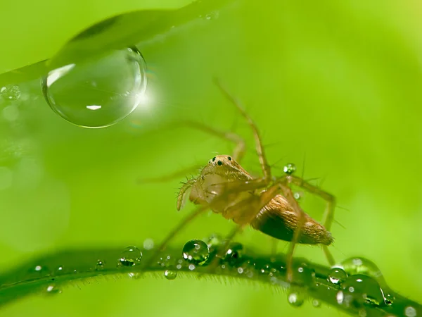 Капли воды на свежем зеленом листе с пауком — стоковое фото