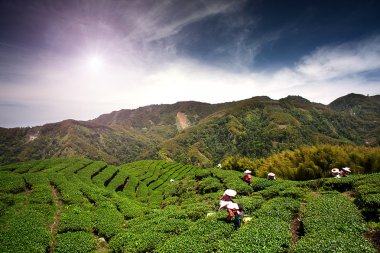 Ba Gua Tea garden in mid of Taiwan, This is the very famous area known for clipart