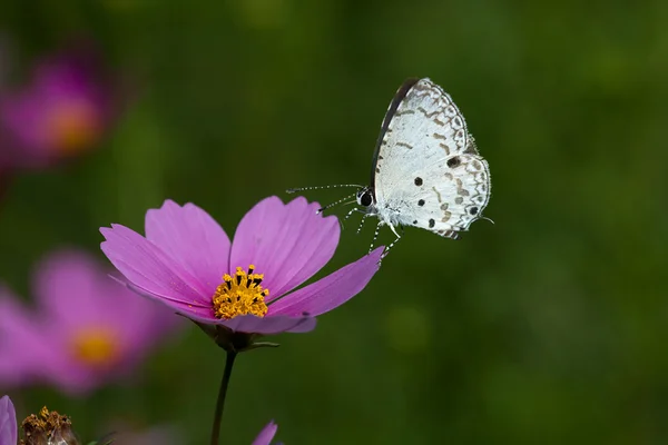 花を蝶します。 — ストック写真