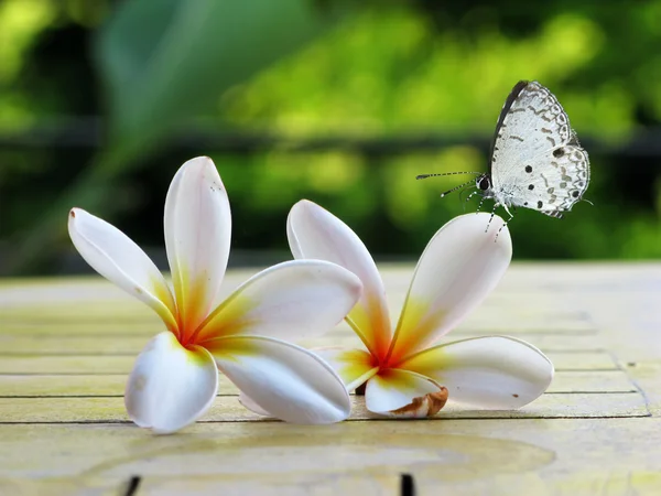 Çiçekler üzerinde Kelebek — Stok fotoğraf