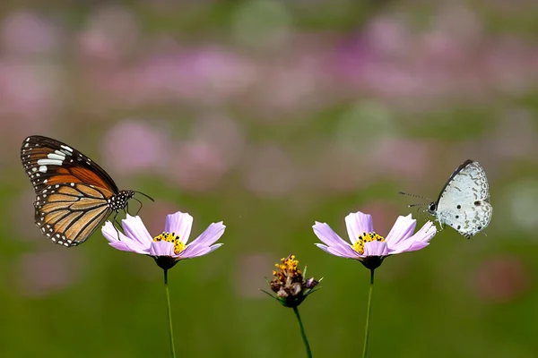 Kupu-kupu pada bunga — Stok Foto