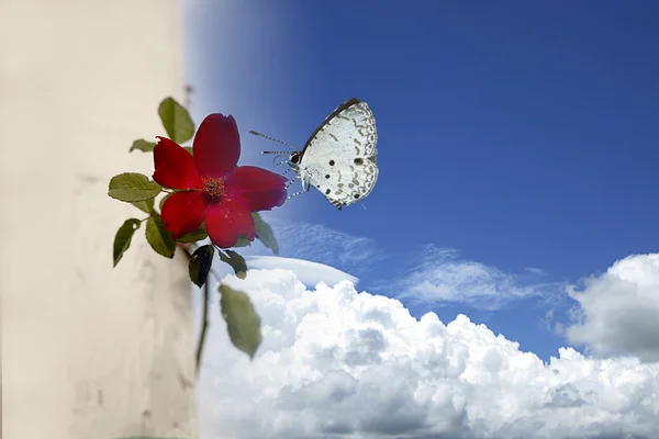 Πεταλούδα στο τριαντάφυλλο — Φωτογραφία Αρχείου