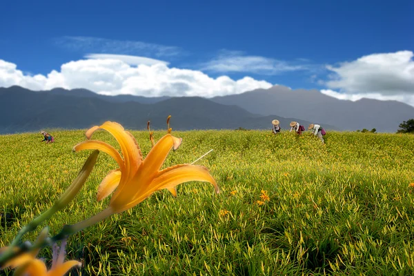 Дневной цветок на шестидесяти Каменных горах Тайваня — стоковое фото