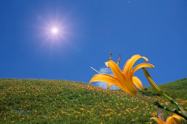 Único lírio amarelo flor cabeça — Fotografia de Stock