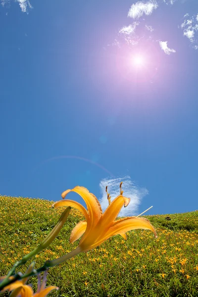 Único lírio amarelo flor cabeça — Fotografia de Stock