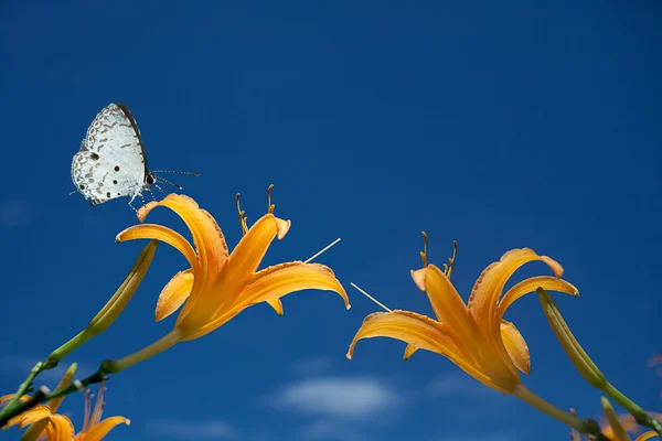 Single yellow lily flower head with butterfly — Stock Photo, Image