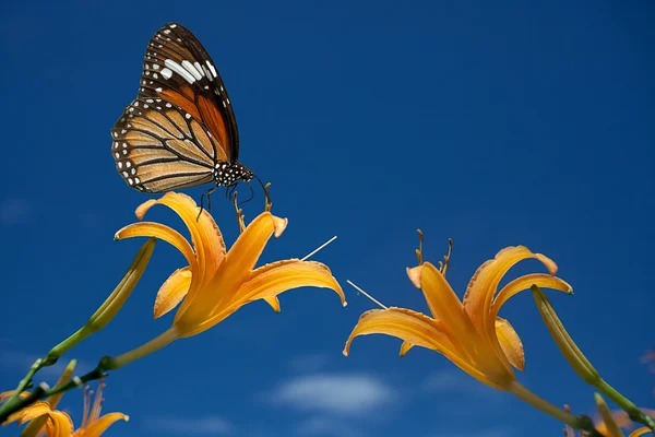 Único lírio amarelo flor cabeça com borboleta — Fotografia de Stock