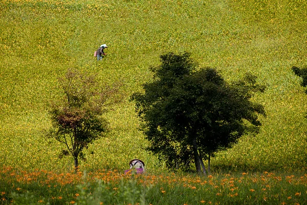 stock image Daylily flower at sixty Stone Mountain in Taiwan Hualien festival