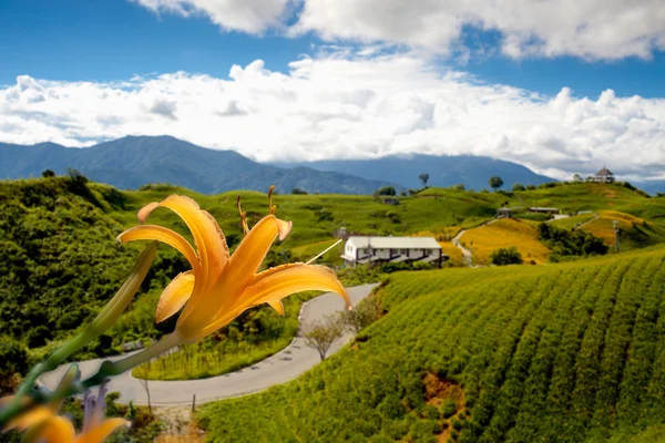 Дневной цветок на шестидесяти Каменных горах Тайваня — стоковое фото