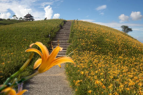 Λουλούδι Daylily στο εξήντα Stone Mountain στην Ταϊβάν Hualien φεστιβάλ — Φωτογραφία Αρχείου