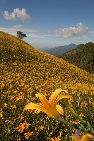 Daglelie bloem op zestig Stone Mountain in Taiwan Hualien festival — Stockfoto