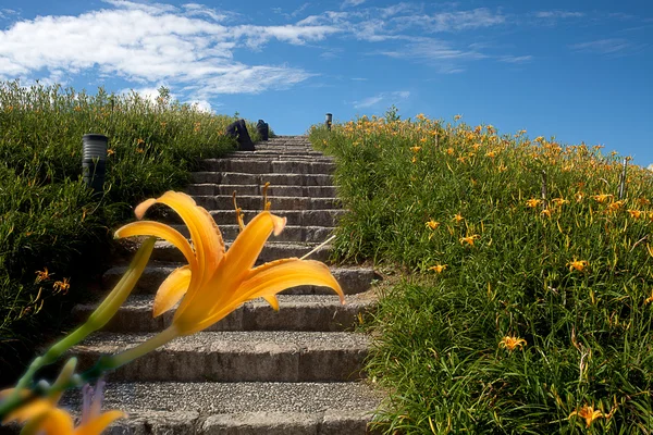 Daylily flower at sixty Stone Mountain in Taiwan Hualien festival — Stock Photo, Image