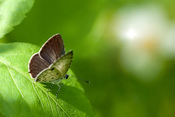 Mariposa en la hoja —  Fotos de Stock