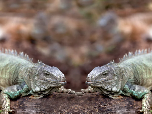 Rhinoceros Iguana (cyclura cornuta) for background use — Stock Photo, Image