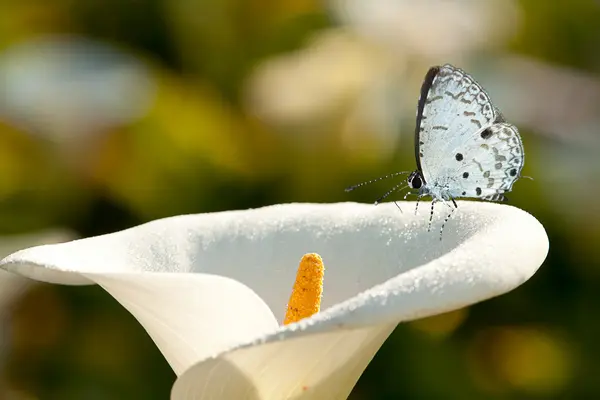 Motyl na kwiaty (Lotus) — Zdjęcie stockowe