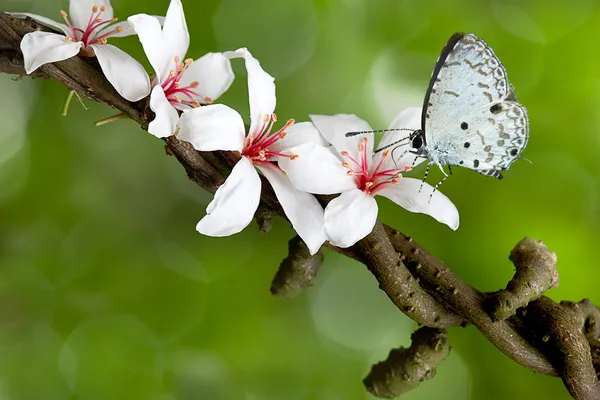 Motýl na květiny (Lotus) — Stock fotografie