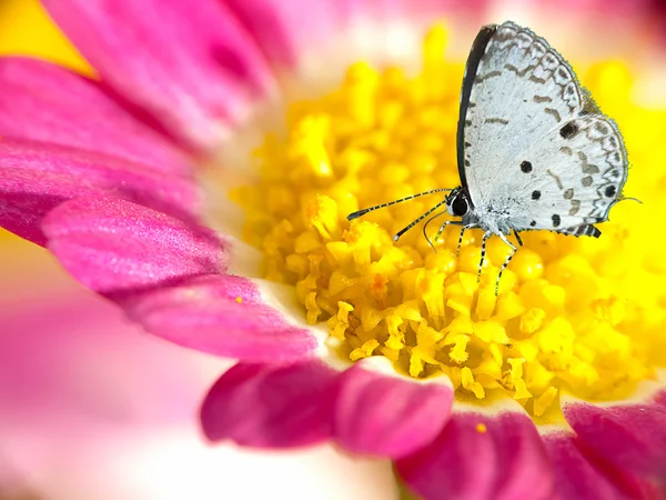 Schmetterling auf Blumen (Chrysantheme)) — Stockfoto