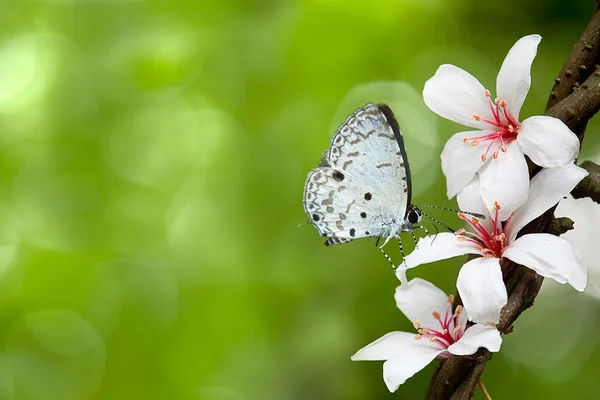 Schmetterling auf Blumen (Lotus)) — Stockfoto