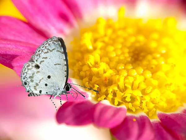 Mariposa sobre flores (Lotus ) —  Fotos de Stock